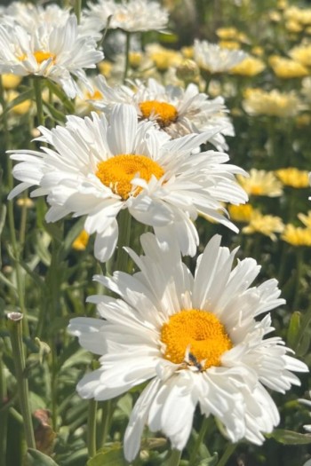 Ромашка чудова(махрова) ‘Крейзі Дейзі’|Leucanthemum superbum ‘Crazy Daisy’|Ромашка Махровая ‘Крейзи Дейзи’
